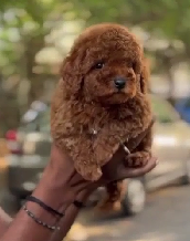 Order Female Poodle Puppy from  India